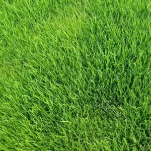 greenpro all season lawn grass seed mix β durable turf blend (100g) πΏ