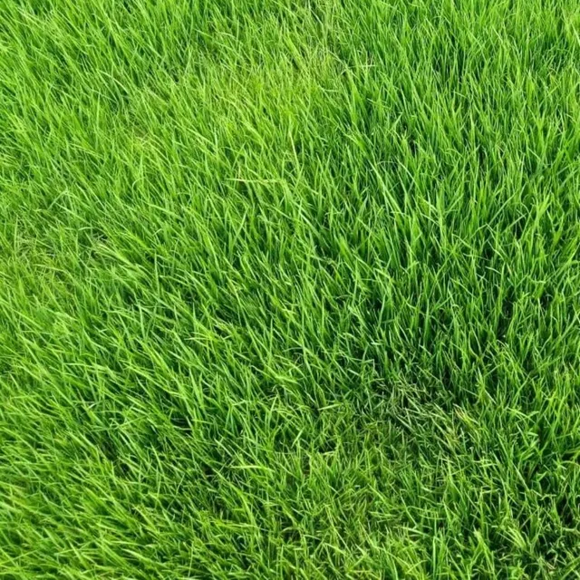greenpro all season lawn grass seed mix β durable turf blend (100g) πΏ greenpro all season lawn grass seed mix β durable turf blend (100g) πΏ