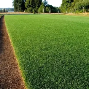 greenpro all season lawn grass seed mix β durable turf blend (100g) πΏ