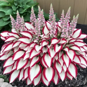 last day sale 50offpremium rare hosta seeds