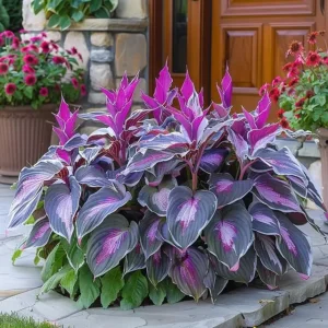 last day sale 50offpremium rare hosta seeds