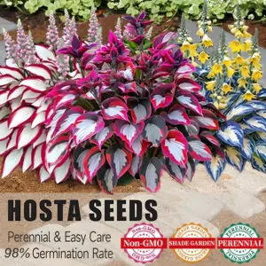 last day sale 50offpremium rare hosta seeds