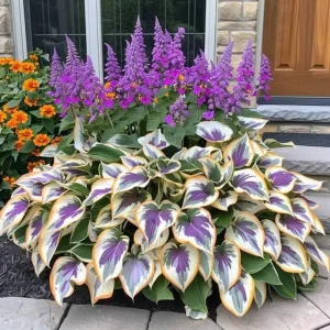 last day sale 50offpremium rare hosta seeds