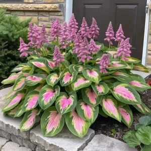 last day sale 50offpremium rare hosta seeds