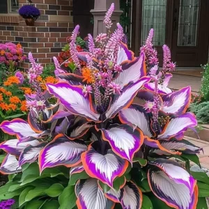 last day sale 50offpremium rare hosta seeds