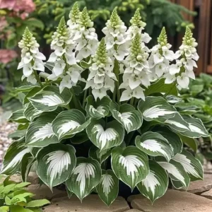last day sale 50offpremium rare hosta seeds