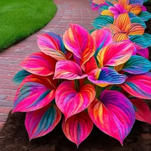 last day sale 50offpremium rare hosta seeds