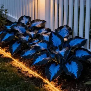last day sale 50offpremium rare hosta seeds
